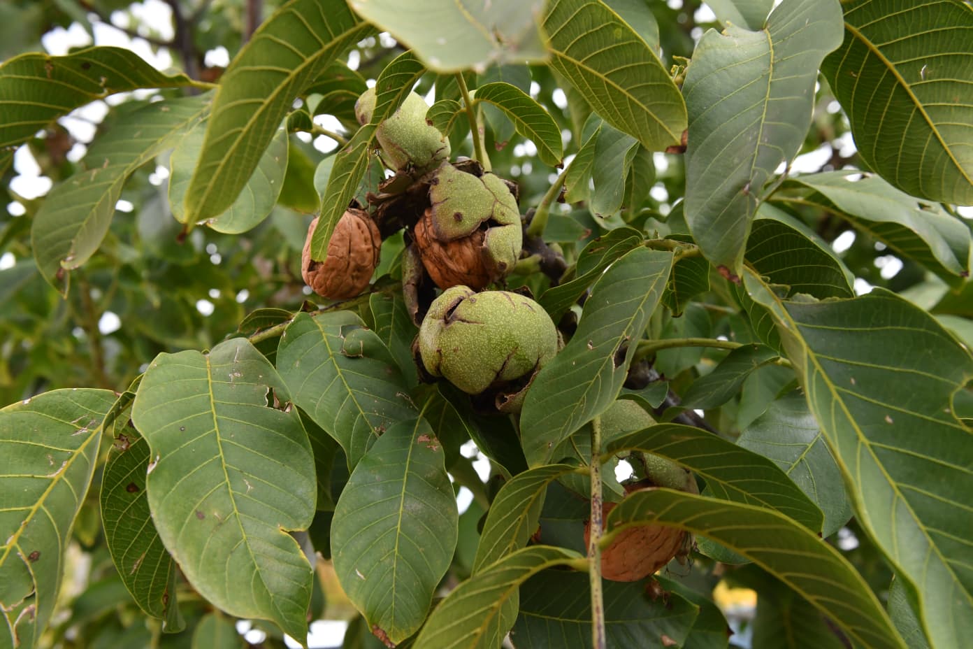 TAVAS İLÇESİNDE 2 YENİ SAĞLIK TESİSİNİN AÇILIŞI YAPILDI   
