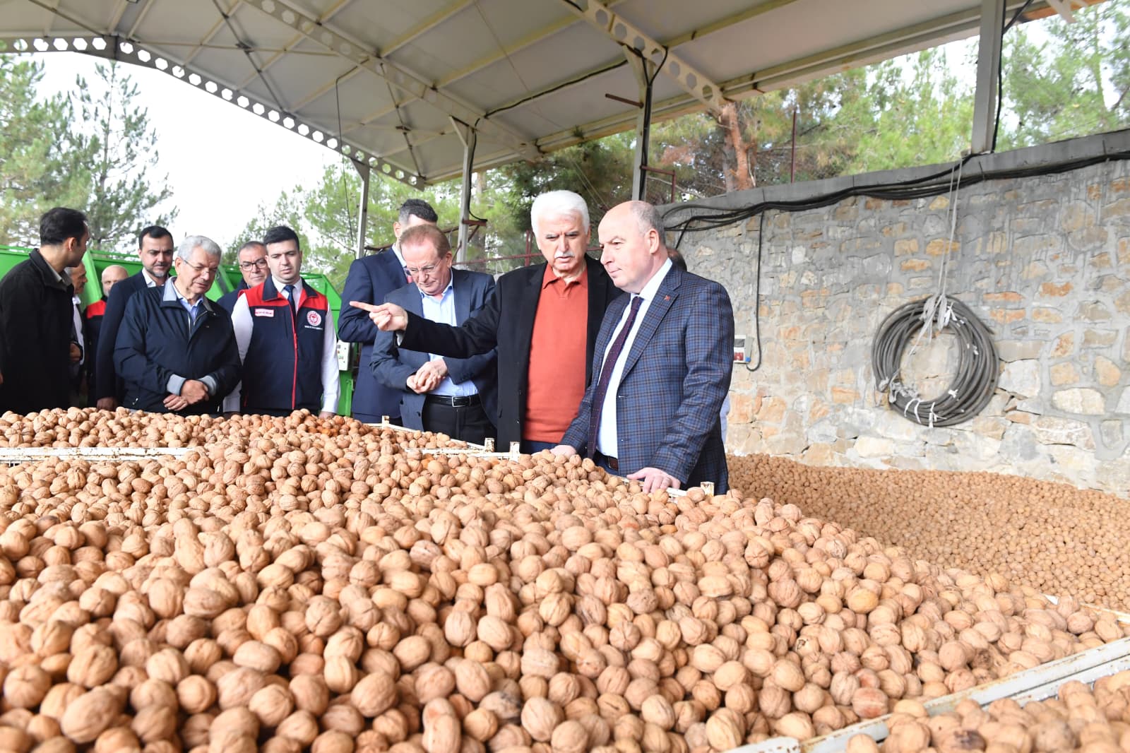 Cevizin Başkenti Denizli'de Ceviz Hasadı Başladı